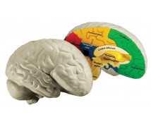 Modele din spumă-creier